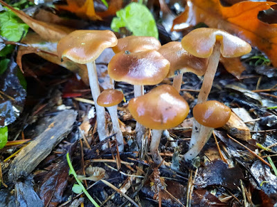 Psychedelic Mushrooms – Types, Academic Studies, Legislation